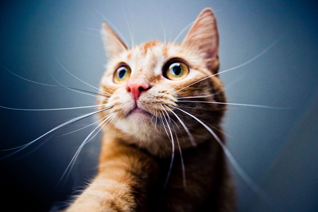 Cat looking up http://barnimages.com/